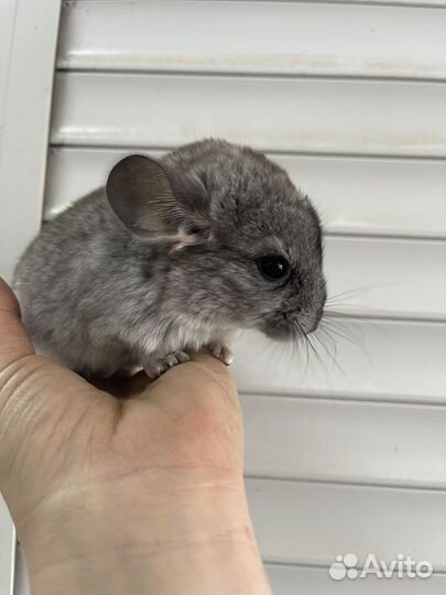 Шиншиллята 2 месяца