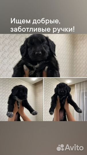 Собака