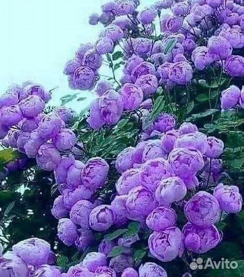 Роза Вувузела Блю