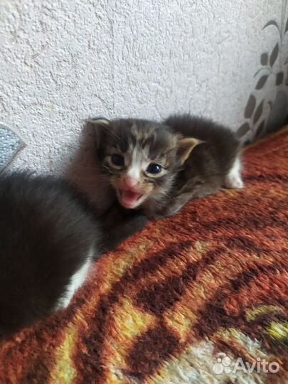 Отдам котят