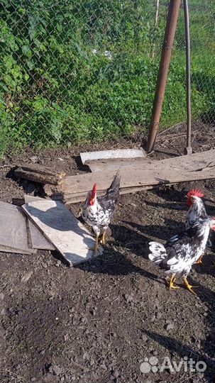 Куры петухи