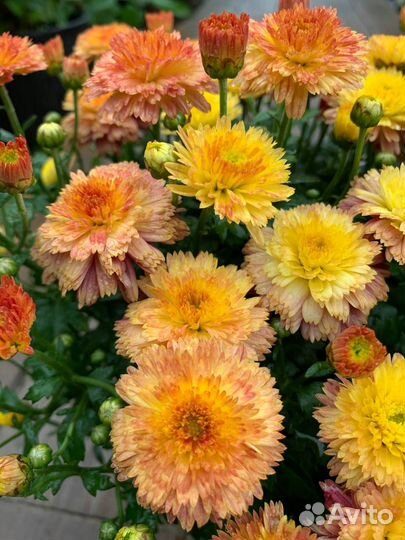 Хризантема мультифлора