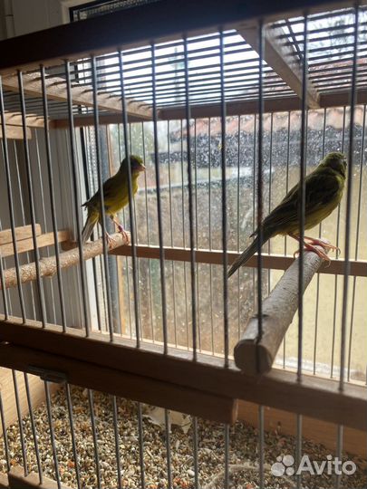 Певчие птицы