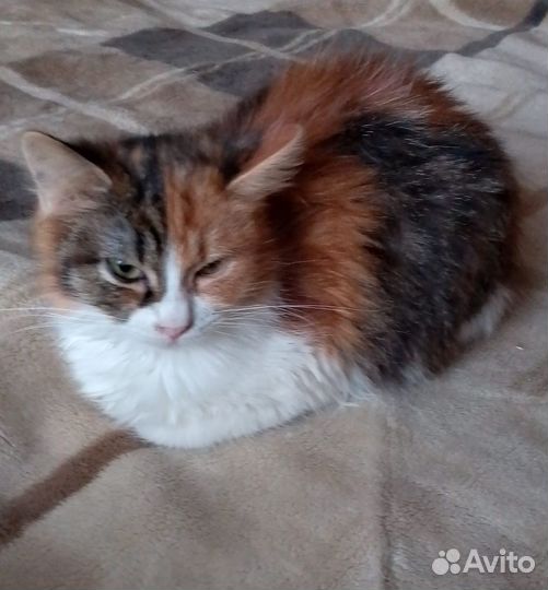 Кошки в добрые руки отдам бесплатно