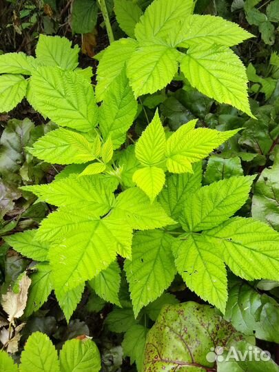 Саженцы малины ремонтантной и ежевики