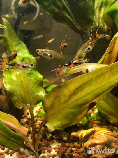 Гуппи эндлера