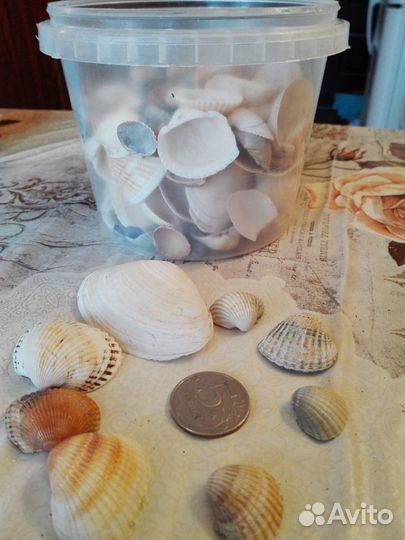 Ракушки морские для поделок