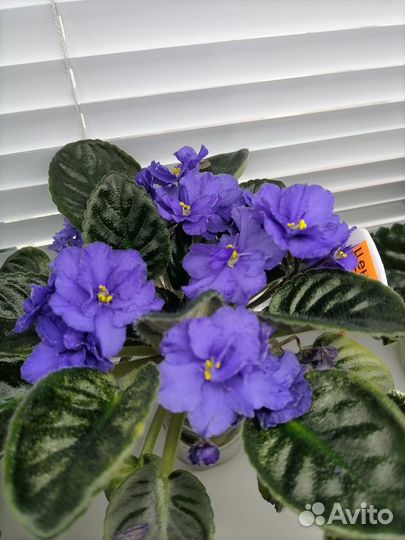 Фиалки сортовые