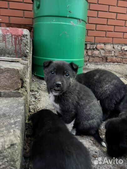 Щенки бесплатно