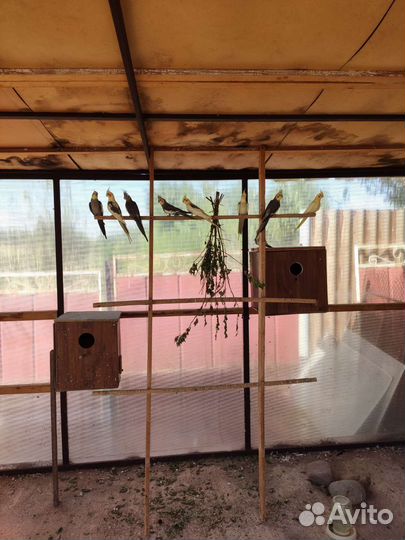 Попугай корелла птенец