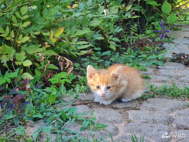 Котенок в самые добрые руки