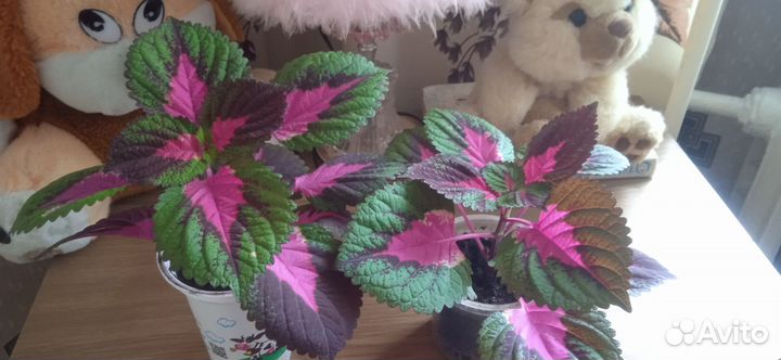 Комнатные цветы колеус
