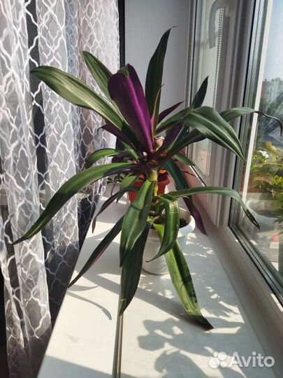 Традесканция рео