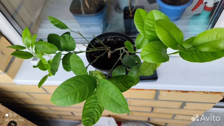 Лимон Мейера