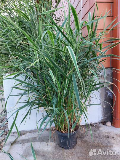 Фалярис, пересылаю