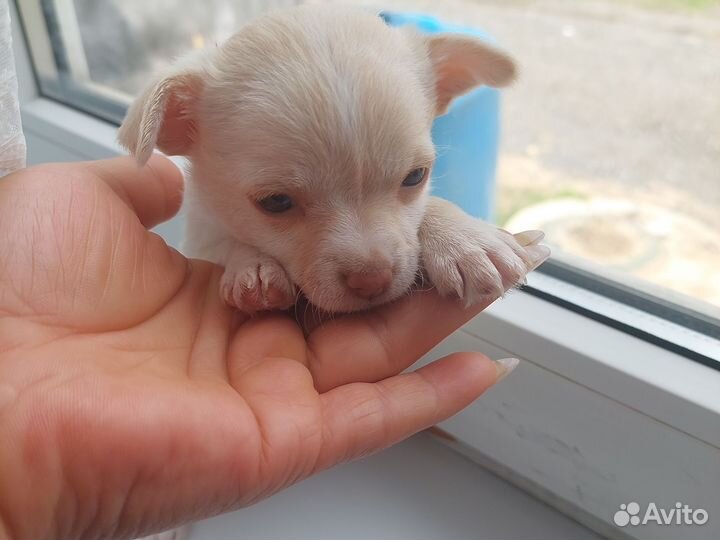 Щенки чихуахуа мини