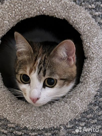 Отдам кошечку