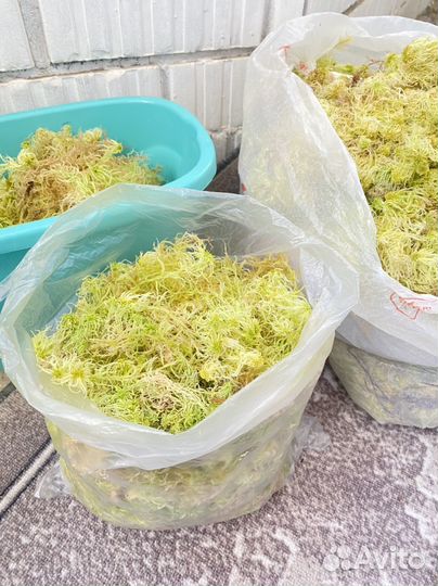 Мох сфагнум живой