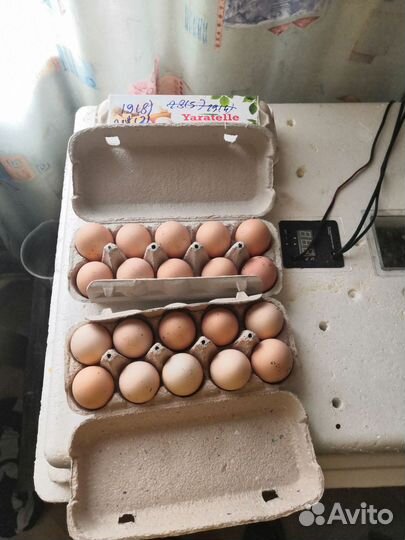 Инкубационное яйцо кур брама