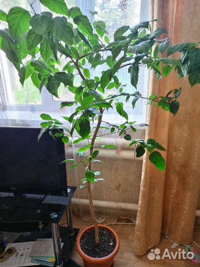 Гибискус китайская роза