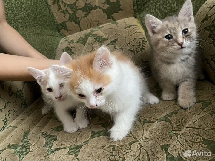 Отдам бесплатно