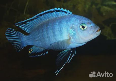 Подростк цихлиды малавийцы трех цветов