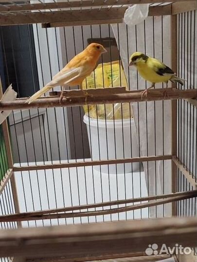 Продам канареек