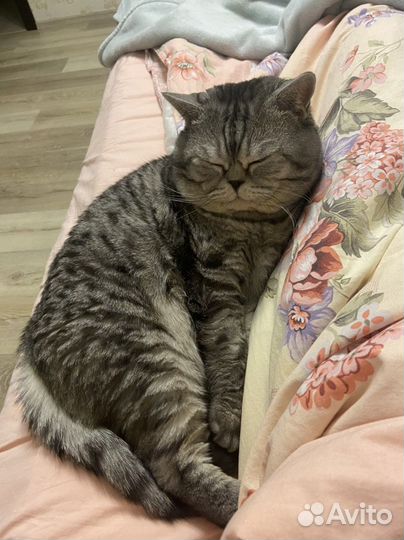 Британец помесь