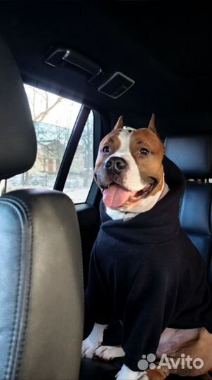 Кобель для вязки