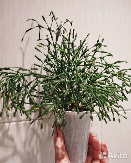 Декабрист цвет фуксия, Хатиора