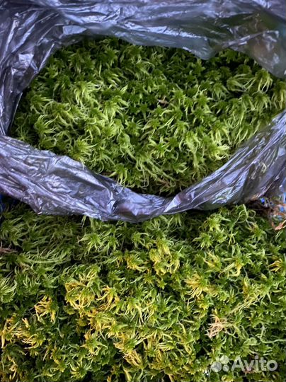 Мох сфагнум живой и сухой