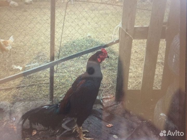 Бойцовский петух