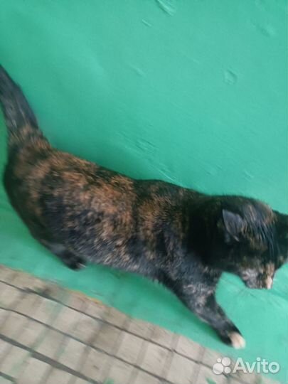 Кошка в дар