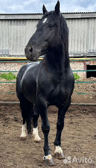Лошади