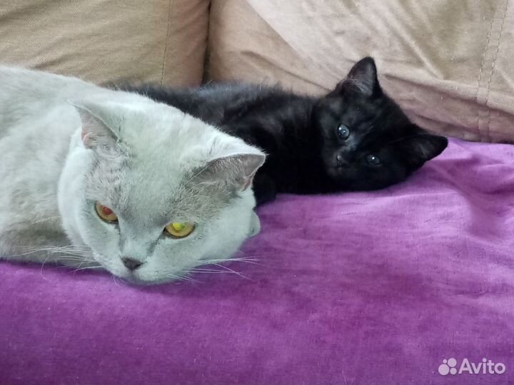 Котята в добрые руки, девочка