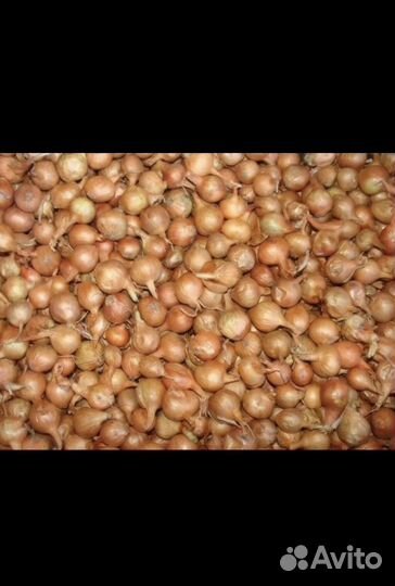 Лук севок оптом