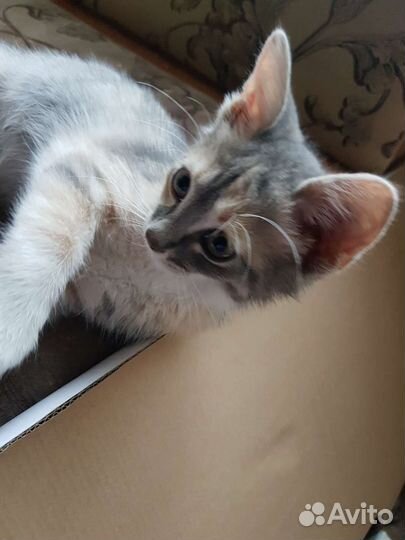 Мила из приюта