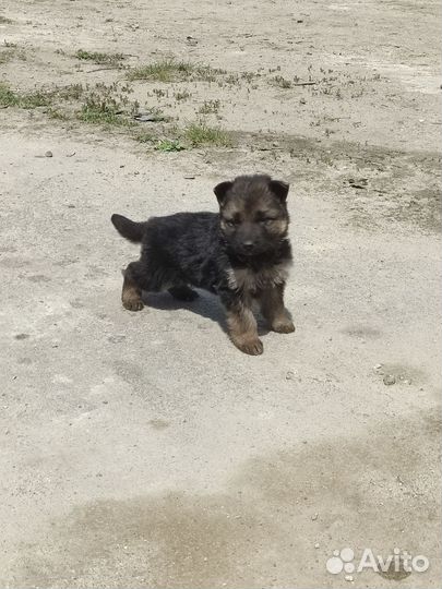 Щенки немецкой овчарки