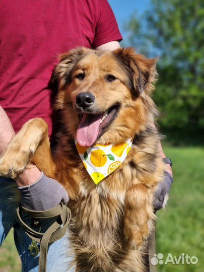 Нереальный красавец в приюте