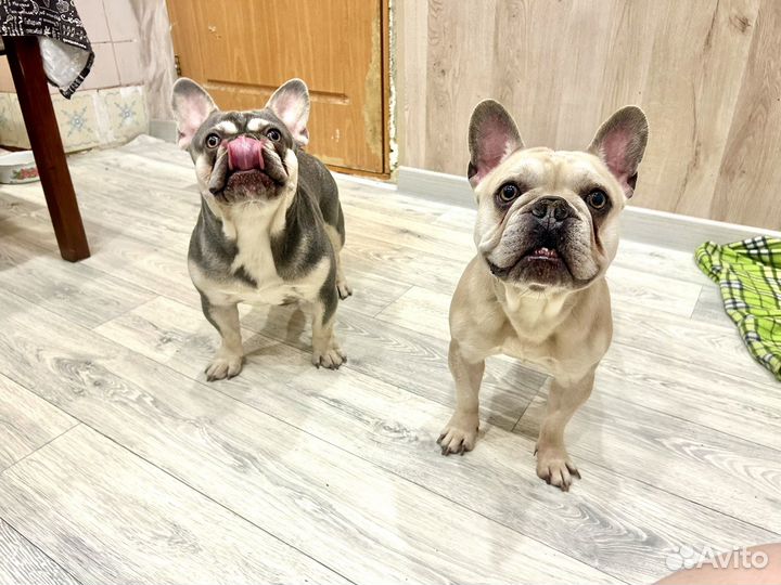 Французский бульдог три кобеля вязка