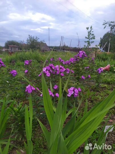 Флокс метельчатый