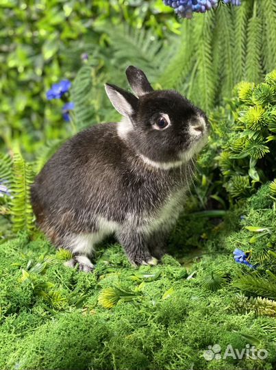 Царский Кролик