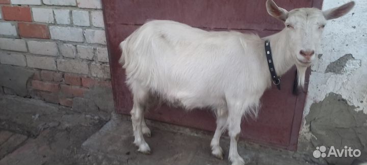 Коза дойная