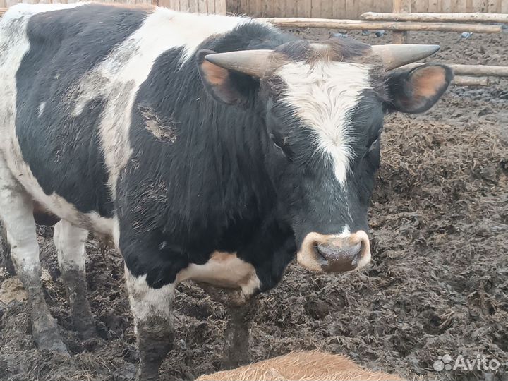 Бычки и быки 1 год