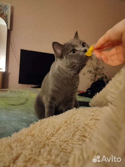 Кошечка в добрые руки