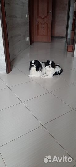 Щенки японский хин