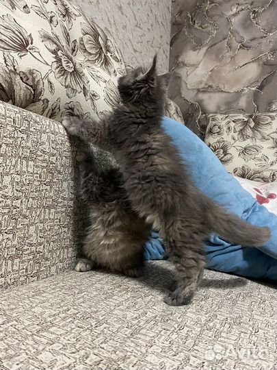 Котята мейн-кун девочки