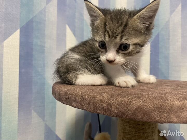Котята метисы
