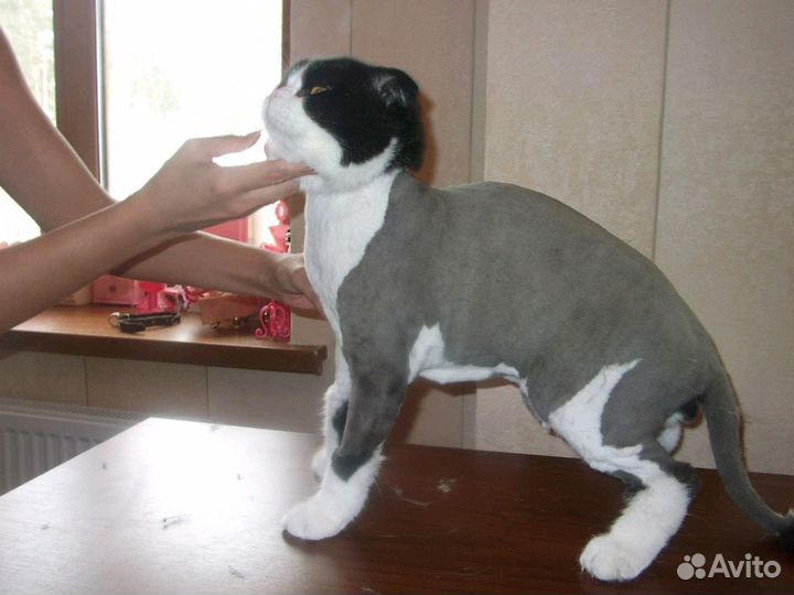 Стрижка кошек и собак. Тольятти.Выезд