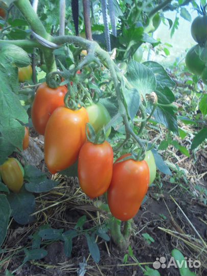 Томаты салатн/засол Тыква Кабачки Перец Чеснок